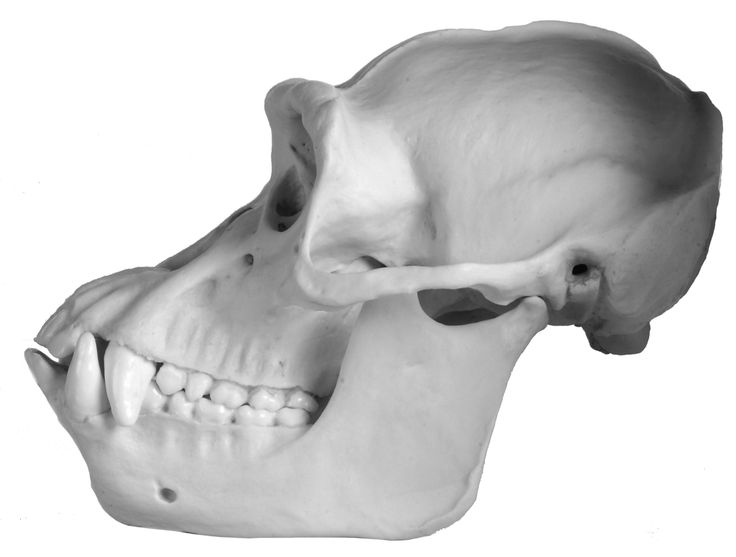 Gorilla skull